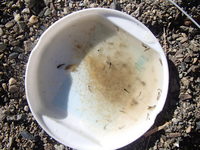 秩父フライフィールド 釣果