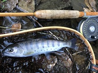 秩父フライフィールド 釣果