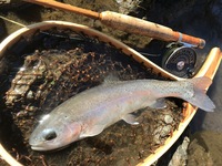 秩父フライフィールド 釣果