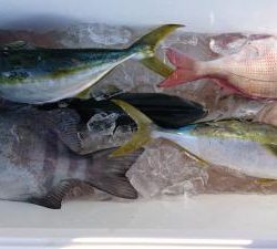 はじめ丸 釣果