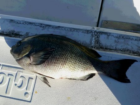 天竜丸 釣果