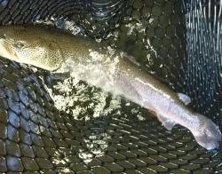 フィッシング サンクチュアリ 釣果