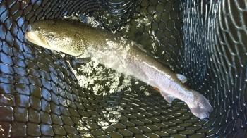 フィッシング サンクチュアリ 釣果