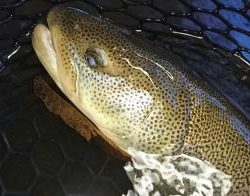 フィッシング サンクチュアリ 釣果