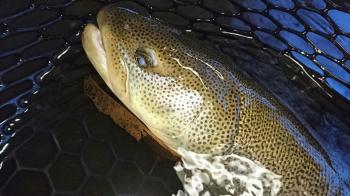 フィッシング サンクチュアリ 釣果