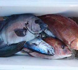 はじめ丸 釣果