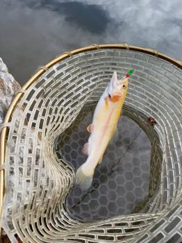 フィッシング サンクチュアリ 釣果