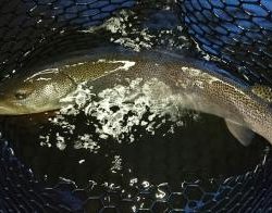 フィッシング サンクチュアリ 釣果