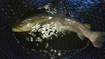 フィッシング サンクチュアリ 釣果