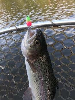 フィッシング サンクチュアリ 釣果