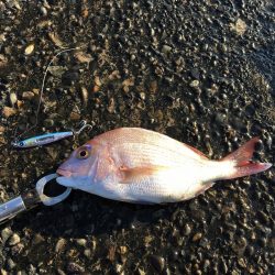 ゴンゴン叩くようなアタリ･･･正体はマダイでした！【ルミカ エクストラーダ メタルジャッカーショアジギングレポート】