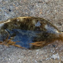 メタルジャッカーのフリーフォールにヒラメがヒット！【ルミカ エクストラーダ メタルジャッカーショアジギングレポート】