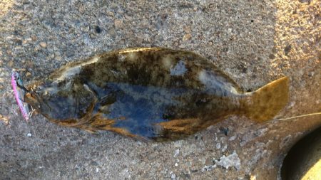 メタルジャッカーのフリーフォールにヒラメがヒット！【ルミカ エクストラーダ メタルジャッカーショアジギングレポート】