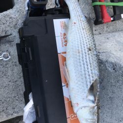 メタルジャッカー音と光の集魚効果【ルミカ エクストラーダ メタルジャッカーショアジギングレポート】