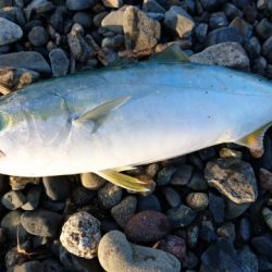 ショアジギング　メタルジャッカーにラトル装着でソゲ、サゴシ、フクラギ！【ルミカ エクストラーダ メタルジャッカーレポート】