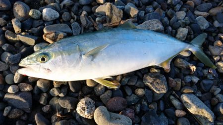 ショアジギング　メタルジャッカーにラトル装着でソゲ、サゴシ、フクラギ！【ルミカ エクストラーダ メタルジャッカーレポート】