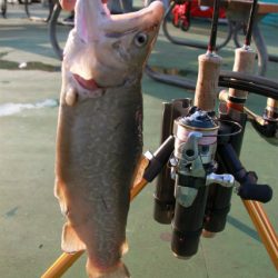 としまえんフィッシングエリア 釣果