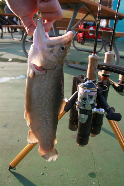 としまえんフィッシングエリア 釣果