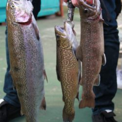 としまえんフィッシングエリア 釣果