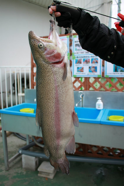 としまえんフィッシングエリア 釣果