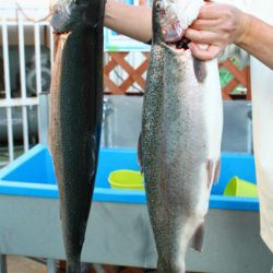 としまえんフィッシングエリア 釣果