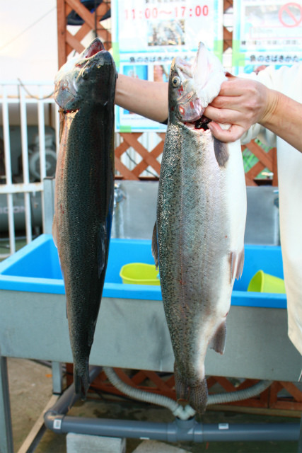 としまえんフィッシングエリア 釣果