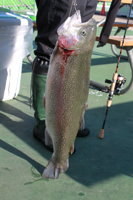 としまえんフィッシングエリア 釣果