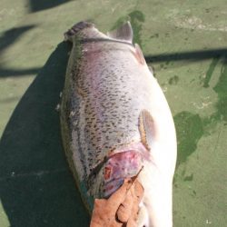 としまえんフィッシングエリア 釣果