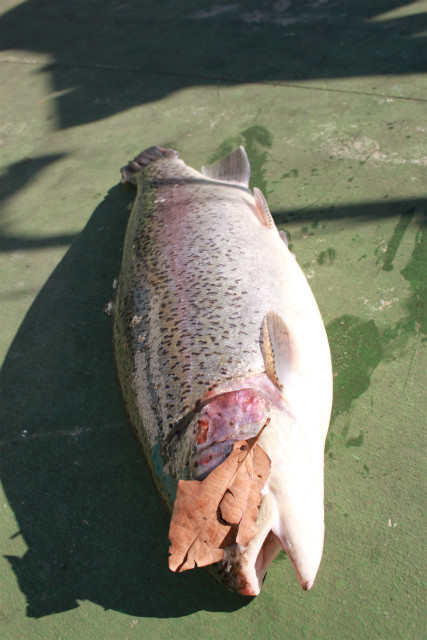 としまえんフィッシングエリア 釣果