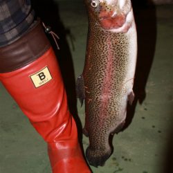 としまえんフィッシングエリア 釣果