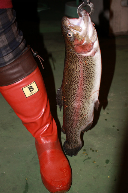 としまえんフィッシングエリア 釣果