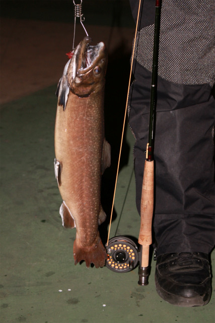 としまえんフィッシングエリア 釣果