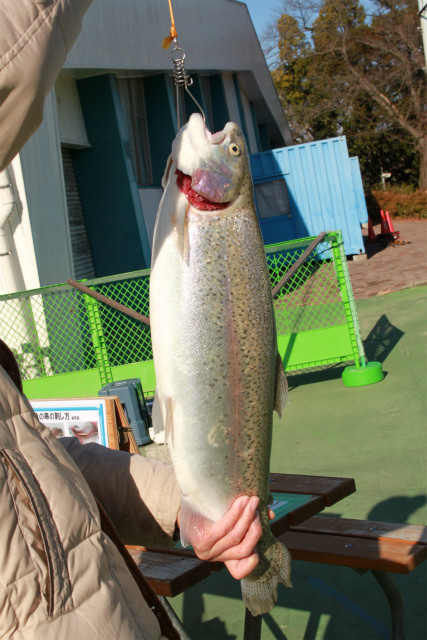 としまえんフィッシングエリア 釣果