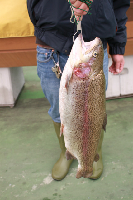 としまえんフィッシングエリア 釣果