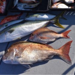 渡船屋たにぐち 釣果