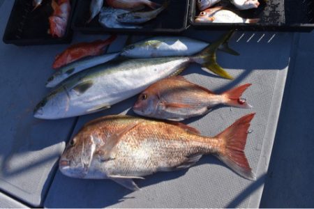 渡船屋たにぐち 釣果