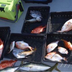 渡船屋たにぐち 釣果