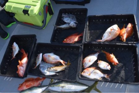 渡船屋たにぐち 釣果