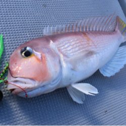 渡船屋たにぐち 釣果