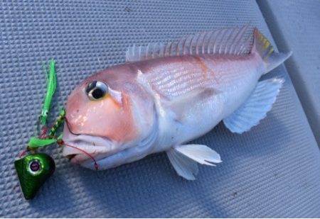 渡船屋たにぐち 釣果