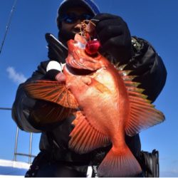 渡船屋たにぐち 釣果