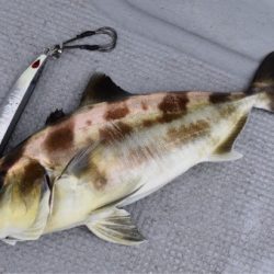 渡船屋たにぐち 釣果