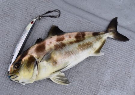 渡船屋たにぐち 釣果