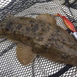 「LaGooN」蒼陽丸 日和号　 釣果