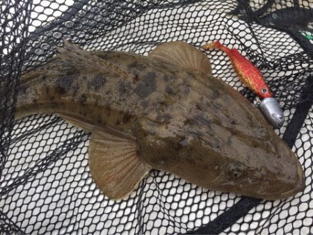 「LaGooN」蒼陽丸 日和号　 釣果