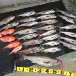 ＴＡＲＯＭＡＲＵ 釣果