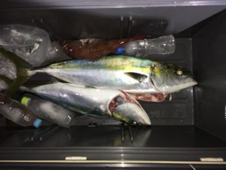 第二八坂丸 釣果