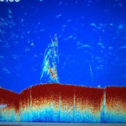 Chase（チェイス） 釣果