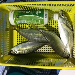 ヤザワ渡船 釣果