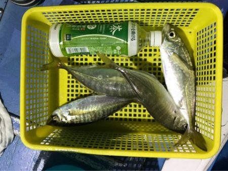 ヤザワ渡船 釣果